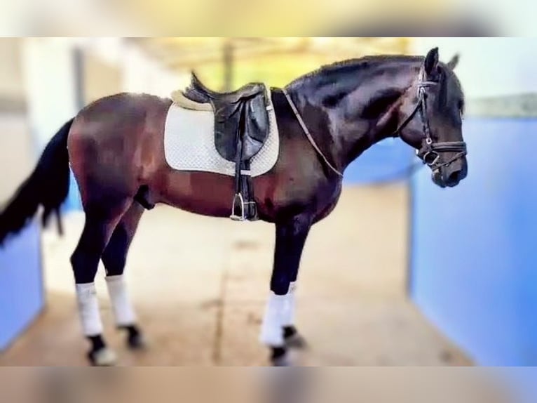 PRE Caballo castrado 6 años 162 cm Castaño in Sevilla