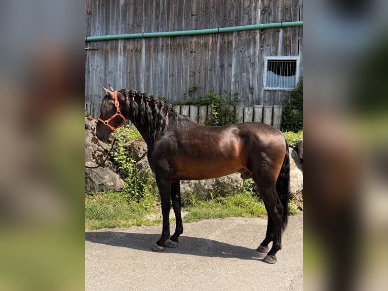 PRE Caballo castrado 6 años 162 cm Castaño oscuro in Baar