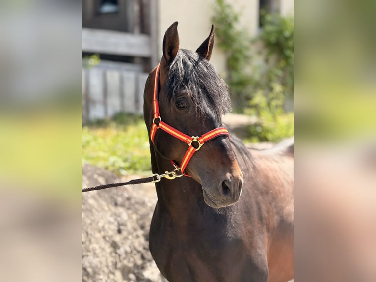 PRE Caballo castrado 6 años 162 cm Castaño oscuro in Baar