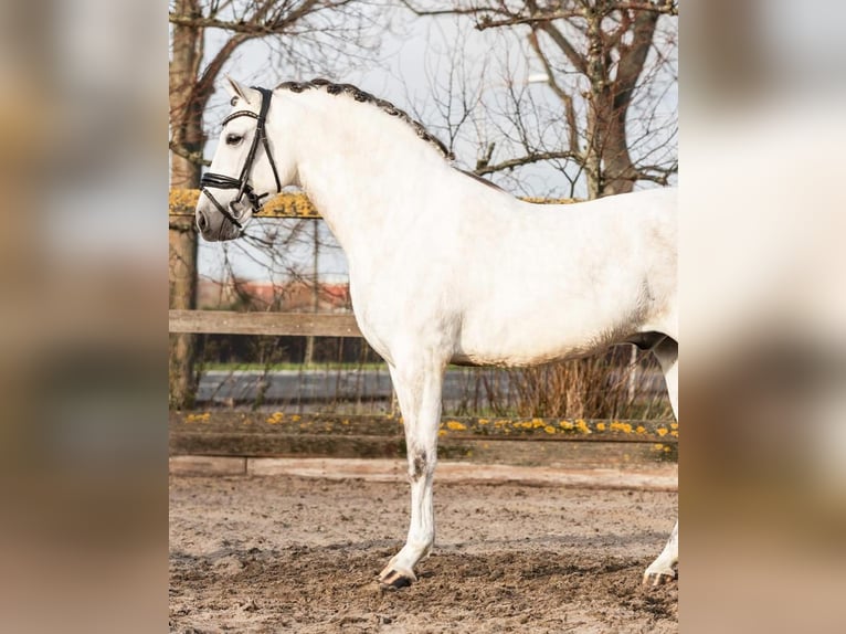 PRE Mestizo Caballo castrado 6 años 162 cm Tordo in Sm