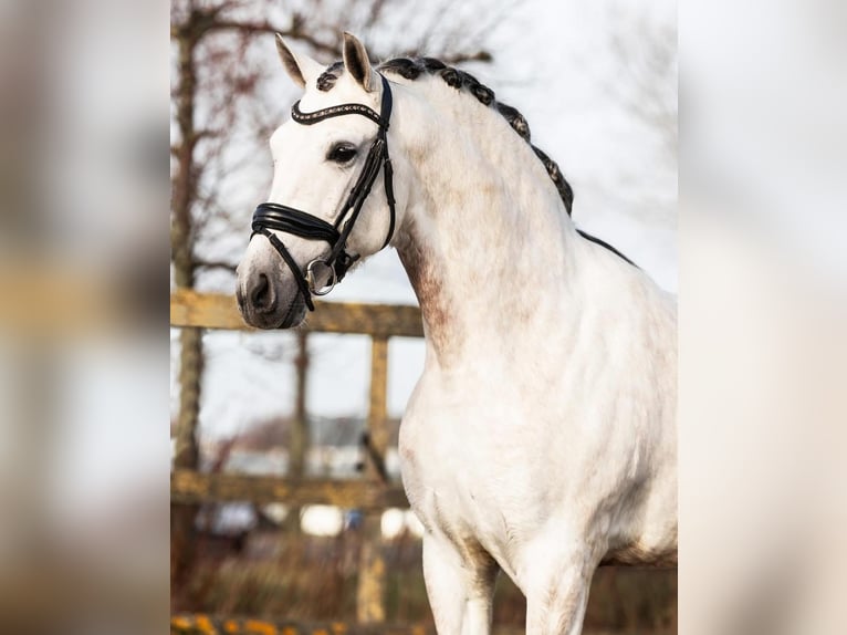 PRE Mestizo Caballo castrado 6 años 162 cm Tordo in Sm