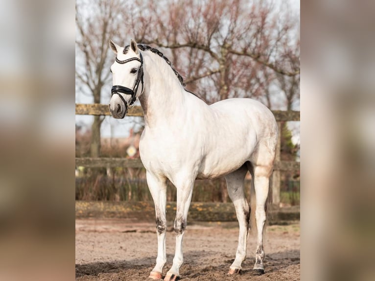 PRE Mestizo Caballo castrado 6 años 162 cm Tordo in Sm