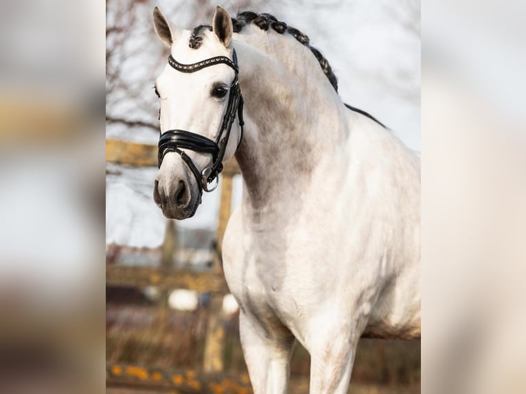 PRE Mestizo Caballo castrado 6 años 162 cm Tordo in Sm