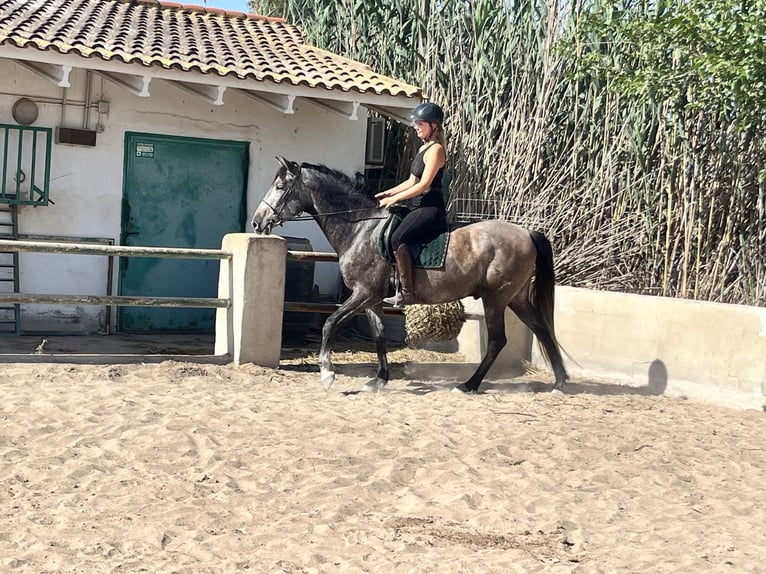 PRE Mestizo Caballo castrado 6 años 162 cm Tordo in Guardamar del Segura