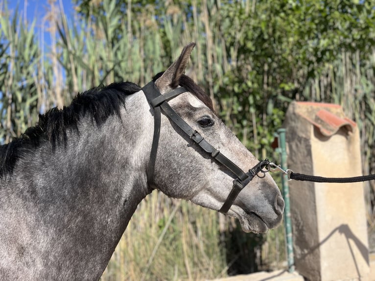 PRE Mestizo Caballo castrado 6 años 162 cm Tordo in Guardamar del Segura