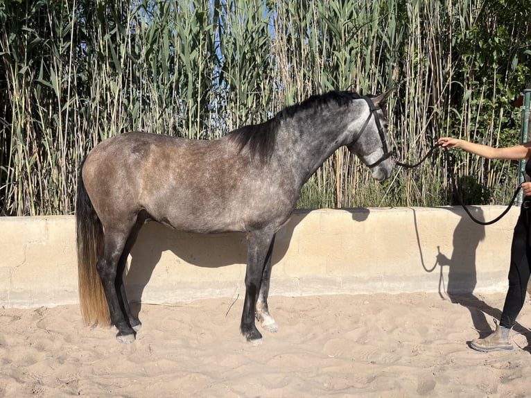 PRE Mestizo Caballo castrado 6 años 162 cm Tordo in Guardamar del Segura