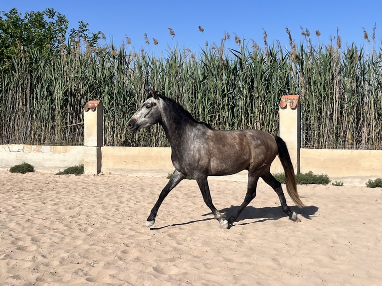 PRE Mestizo Caballo castrado 6 años 162 cm Tordo in Guardamar del Segura