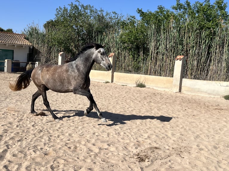 PRE Mestizo Caballo castrado 6 años 162 cm Tordo in Guardamar del Segura