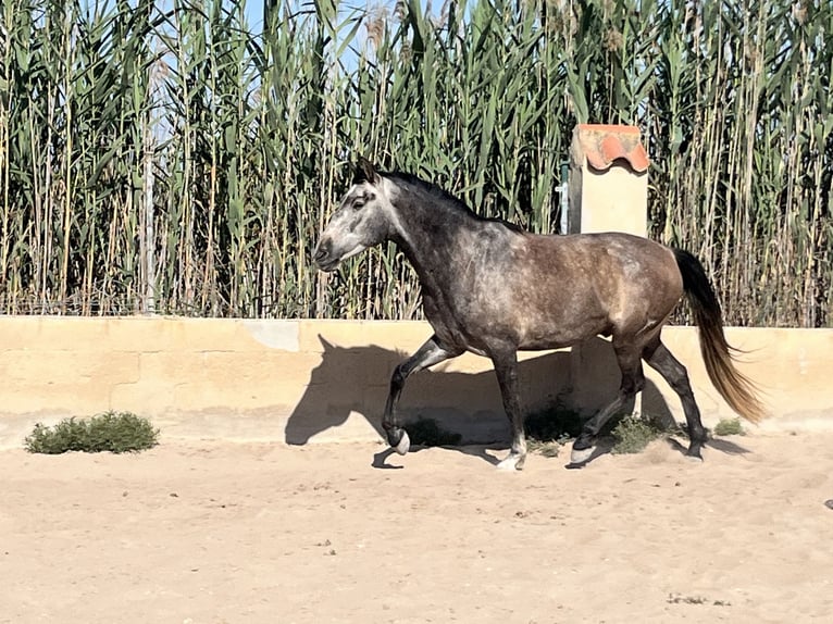 PRE Mestizo Caballo castrado 6 años 162 cm Tordo in Guardamar del Segura