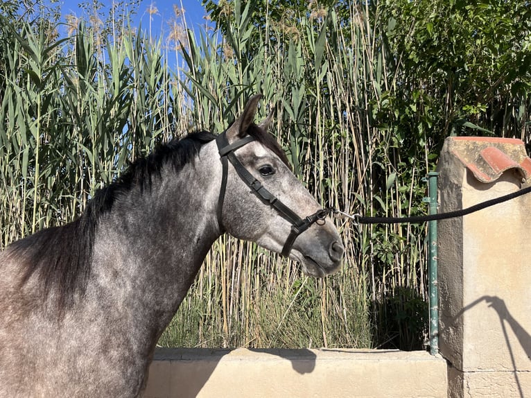 PRE Mestizo Caballo castrado 6 años 162 cm Tordo in Guardamar del Segura