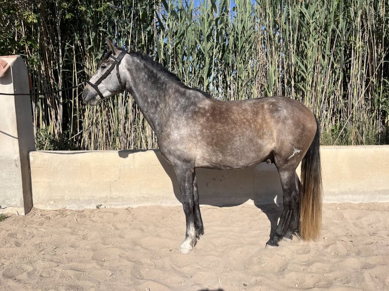 PRE Mestizo Caballo castrado 6 años 162 cm Tordo in Guardamar del Segura