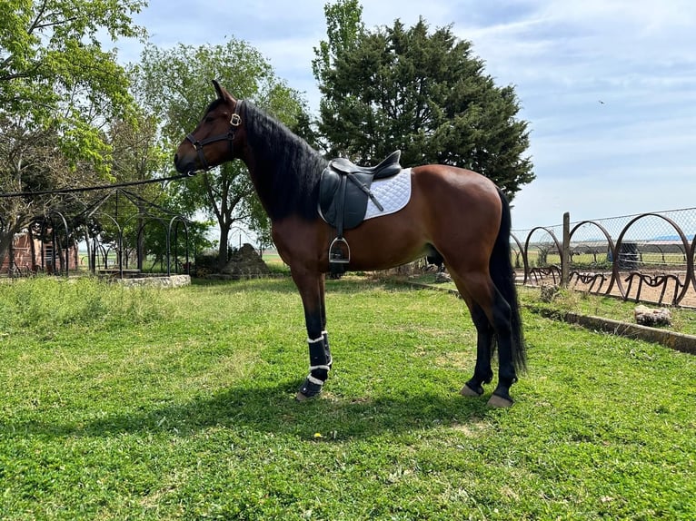 PRE Mestizo Caballo castrado 6 años 163 cm Castaño in Grajera