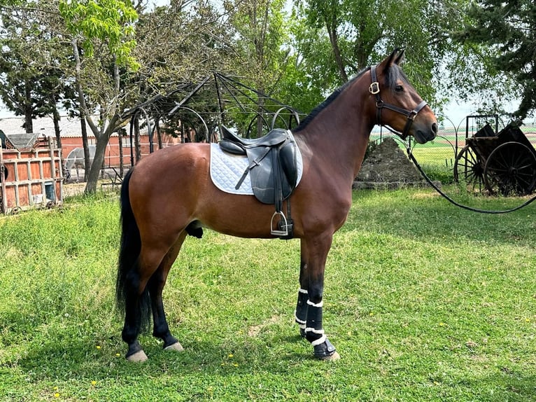 PRE Mestizo Caballo castrado 6 años 163 cm Castaño in Grajera