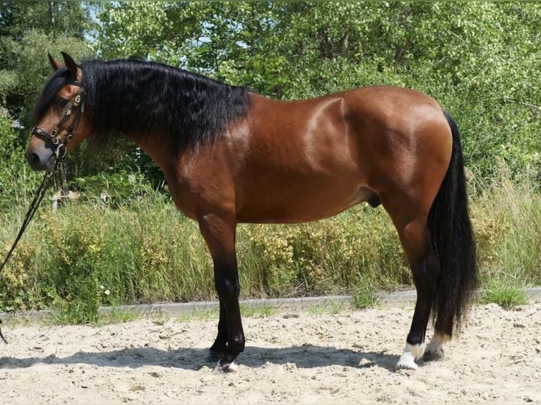 PRE Mestizo Caballo castrado 6 años 163 cm Castaño in Bielefeld