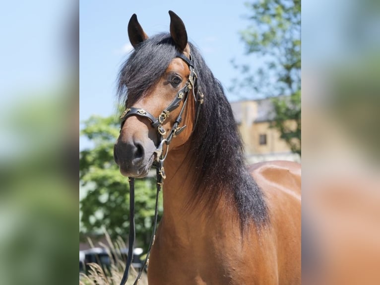 PRE Mestizo Caballo castrado 6 años 163 cm Castaño in Bielefeld