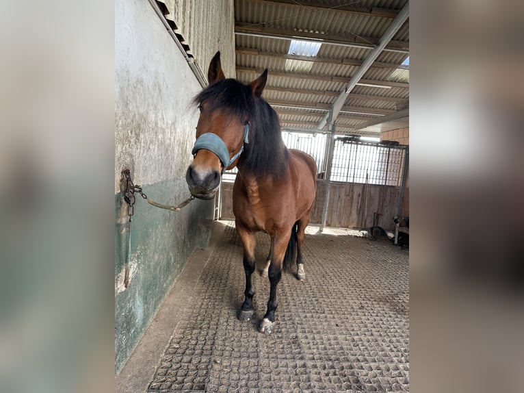PRE Mestizo Caballo castrado 6 años 163 cm Castaño in Bielefeld