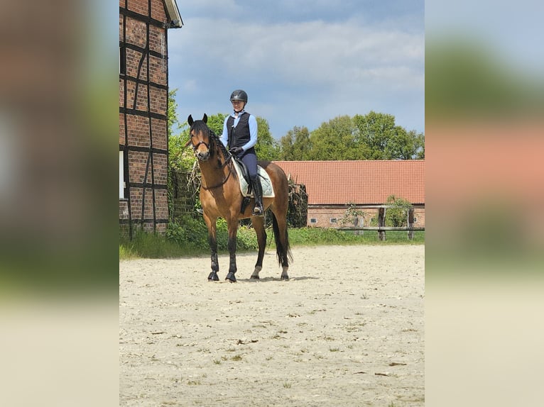 PRE Mestizo Caballo castrado 6 años 163 cm Castaño in Bielefeld