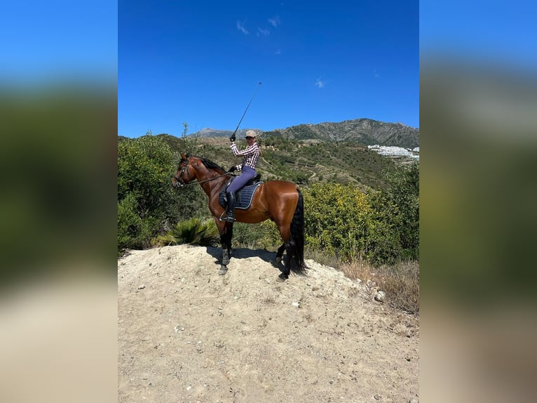 PRE Caballo castrado 6 años 163 cm Castaño in Castalla