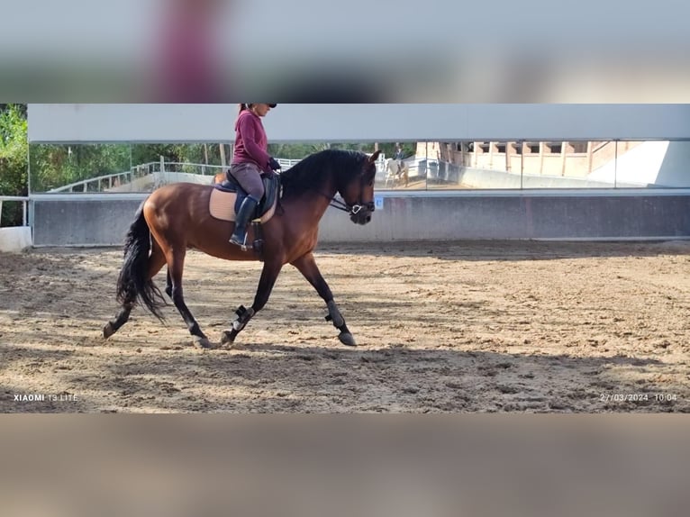 PRE Caballo castrado 6 años 163 cm Castaño in Castalla