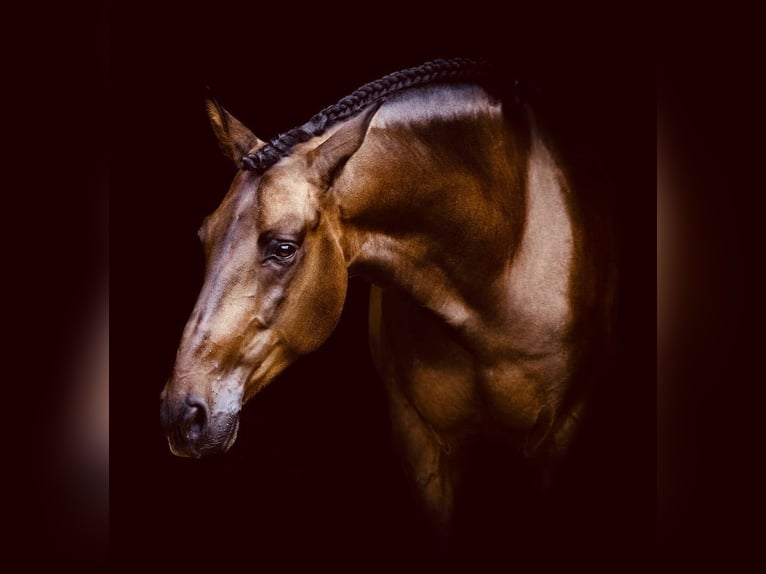 PRE Mestizo Caballo castrado 6 años 163 cm Castaño oscuro in Martfeld