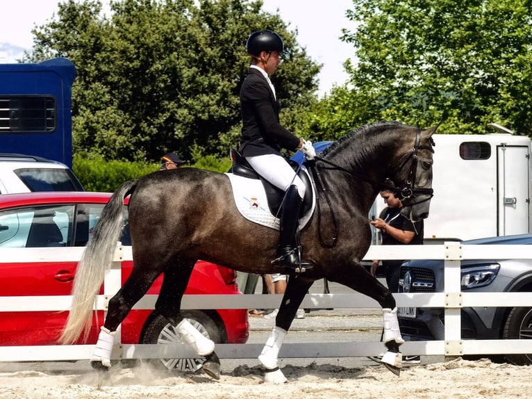 PRE Caballo castrado 6 años 163 cm Musgo marrón in Sevilla