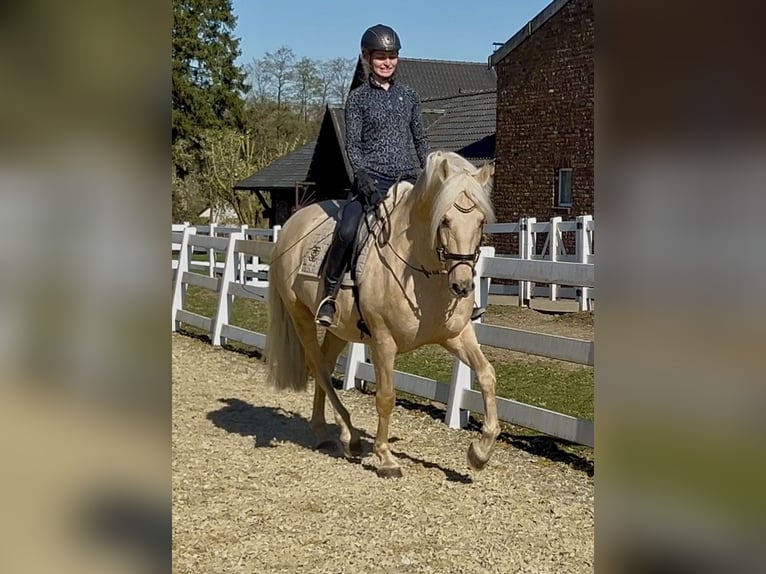 PRE Mestizo Caballo castrado 6 años 163 cm Palomino in Niederkrüchten