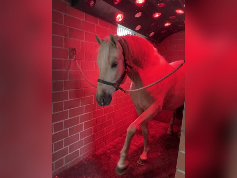 PRE Mestizo Caballo castrado 6 años 163 cm Palomino in Niederkrüchten