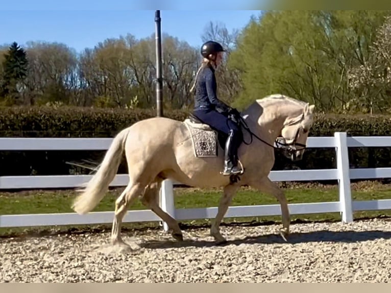 PRE Mestizo Caballo castrado 6 años 163 cm Palomino in Niederkrüchten