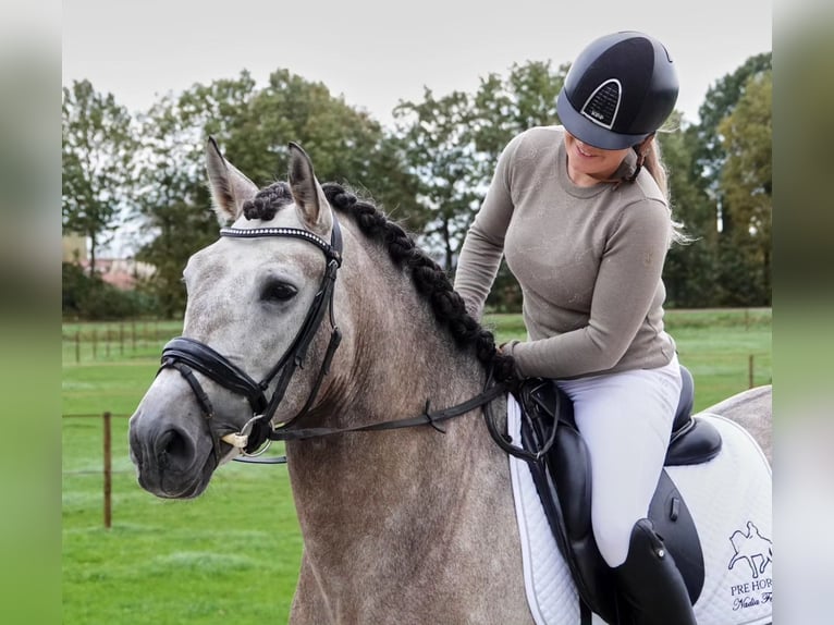 PRE Mestizo Caballo castrado 6 años 163 cm Tordo in Pelmberg