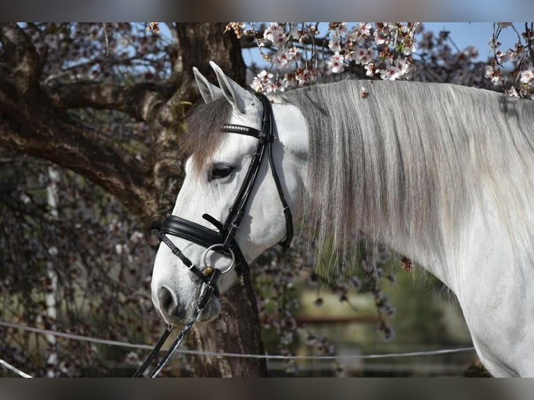 PRE Mestizo Caballo castrado 6 años 163 cm Tordo in Barcelona