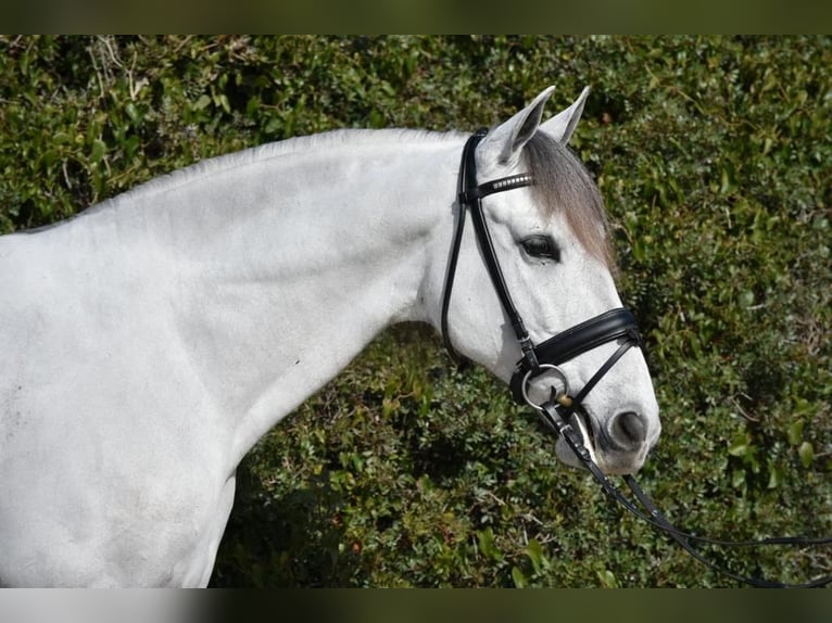 PRE Mestizo Caballo castrado 6 años 163 cm Tordo in Barcelona