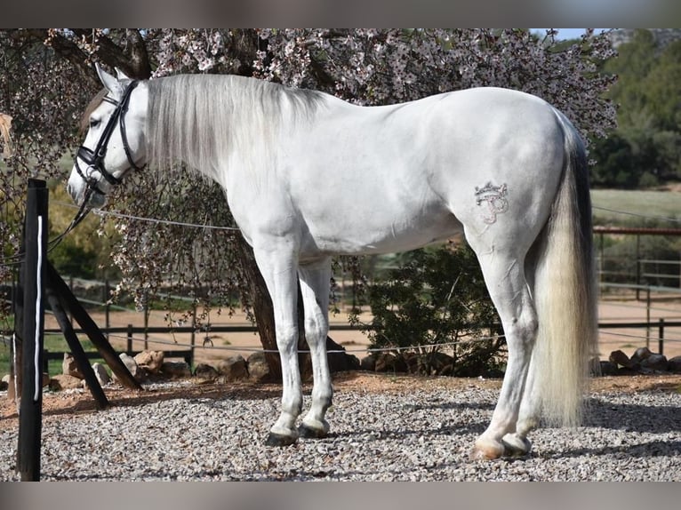 PRE Mestizo Caballo castrado 6 años 163 cm Tordo in Barcelona