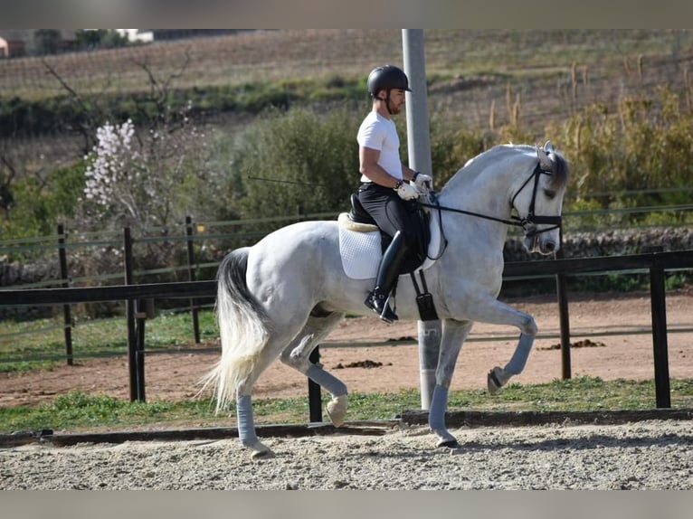 PRE Mestizo Caballo castrado 6 años 163 cm Tordo in Barcelona