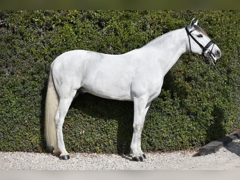 PRE Mestizo Caballo castrado 6 años 163 cm Tordo in Barcelona