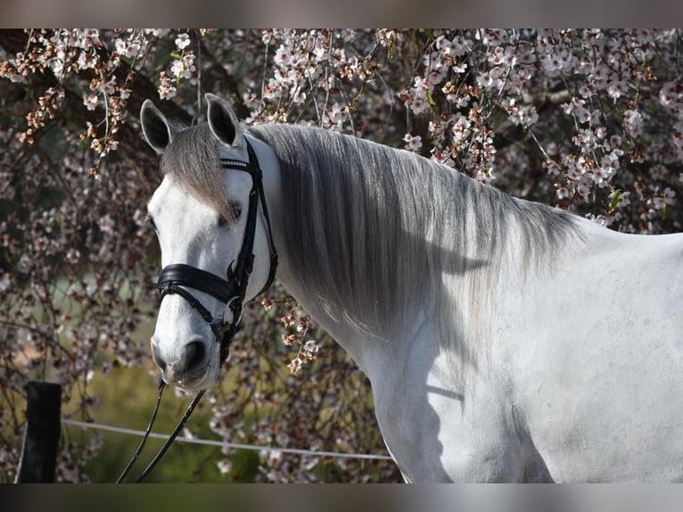 PRE Mestizo Caballo castrado 6 años 163 cm Tordo in Barcelona