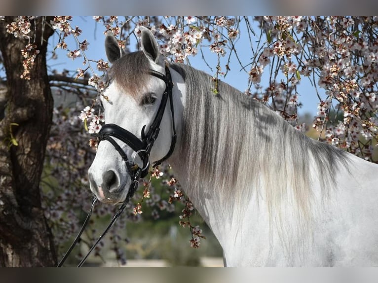 PRE Mestizo Caballo castrado 6 años 163 cm Tordo in Barcelona