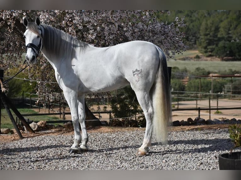 PRE Mestizo Caballo castrado 6 años 163 cm Tordo in Barcelona