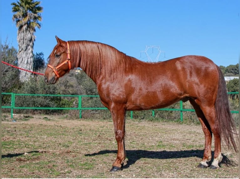 PRE Mestizo Caballo castrado 6 años 164 cm Alazán rojizo in Terrassa