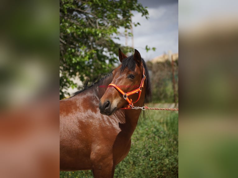 PRE Mestizo Caballo castrado 6 años 164 cm Castaño in Pruna/Sevilla