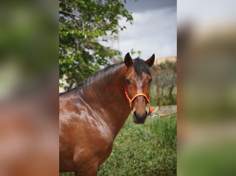 PRE Mestizo Caballo castrado 6 años 164 cm Castaño in Pruna/Sevilla