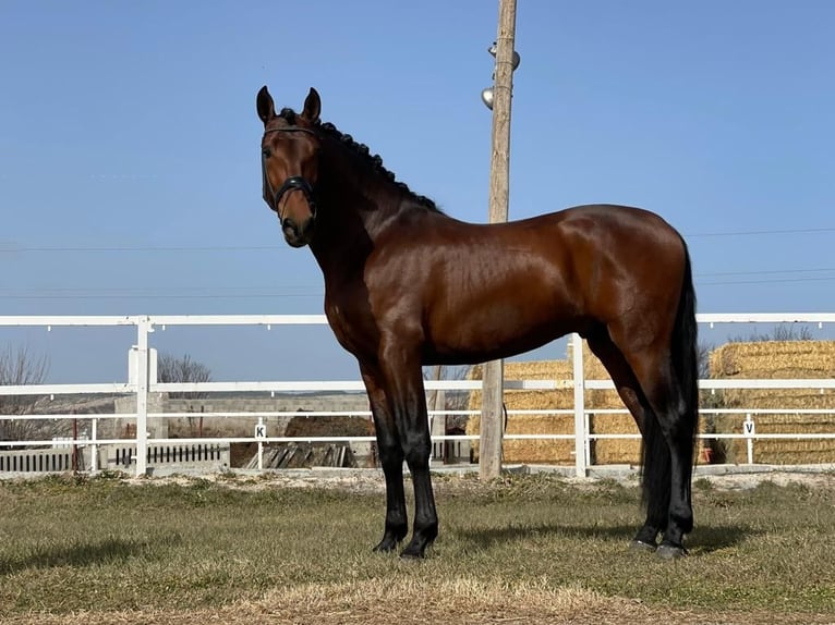 PRE Caballo castrado 6 años 164 cm Castaño in Calatayud