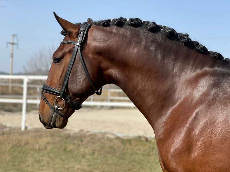 PRE Caballo castrado 6 años 164 cm Castaño in Calatayud