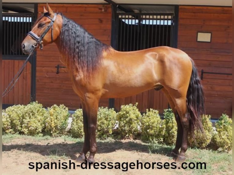 PRE Mestizo Caballo castrado 6 años 164 cm Castaño in Barcelona