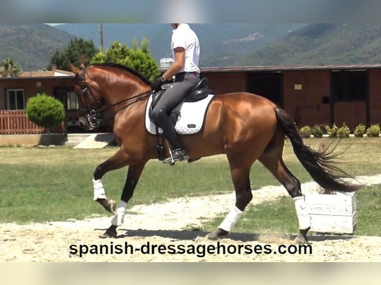 PRE Mestizo Caballo castrado 6 años 164 cm Castaño in Barcelona