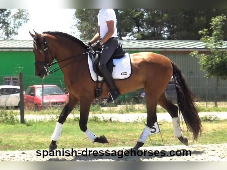 PRE Mestizo Caballo castrado 6 años 164 cm Castaño in Barcelona