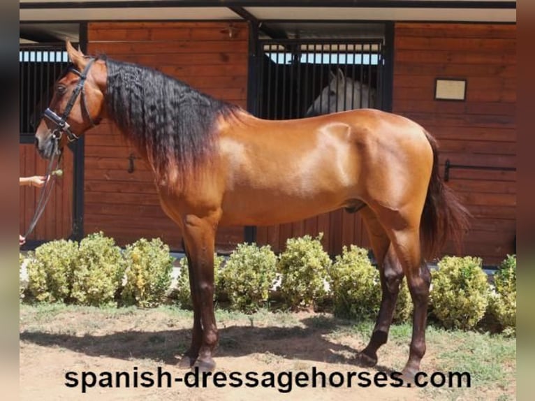 PRE Mestizo Caballo castrado 6 años 164 cm Castaño in Barcelona