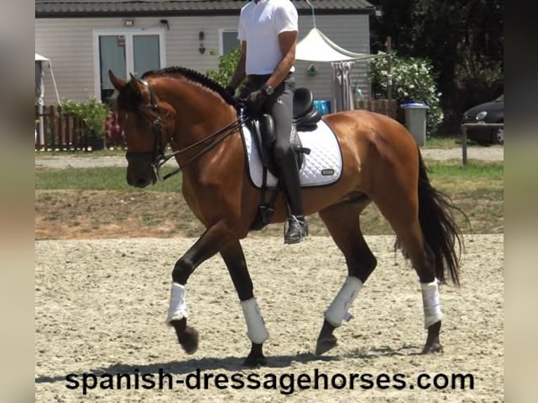 PRE Mestizo Caballo castrado 6 años 164 cm Castaño in Barcelona