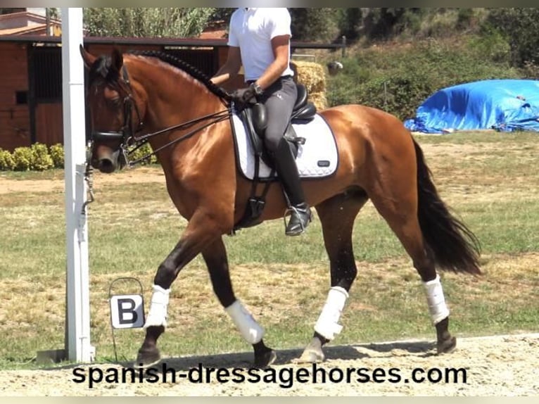 PRE Mestizo Caballo castrado 6 años 164 cm Castaño in Barcelona