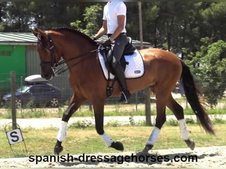 PRE Mestizo Caballo castrado 6 años 164 cm Castaño in Barcelona