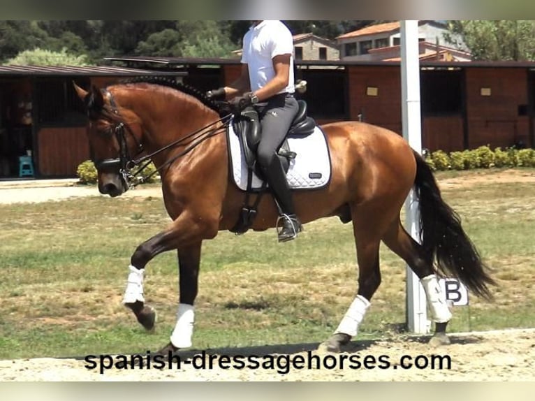 PRE Mestizo Caballo castrado 6 años 164 cm Castaño in Barcelona